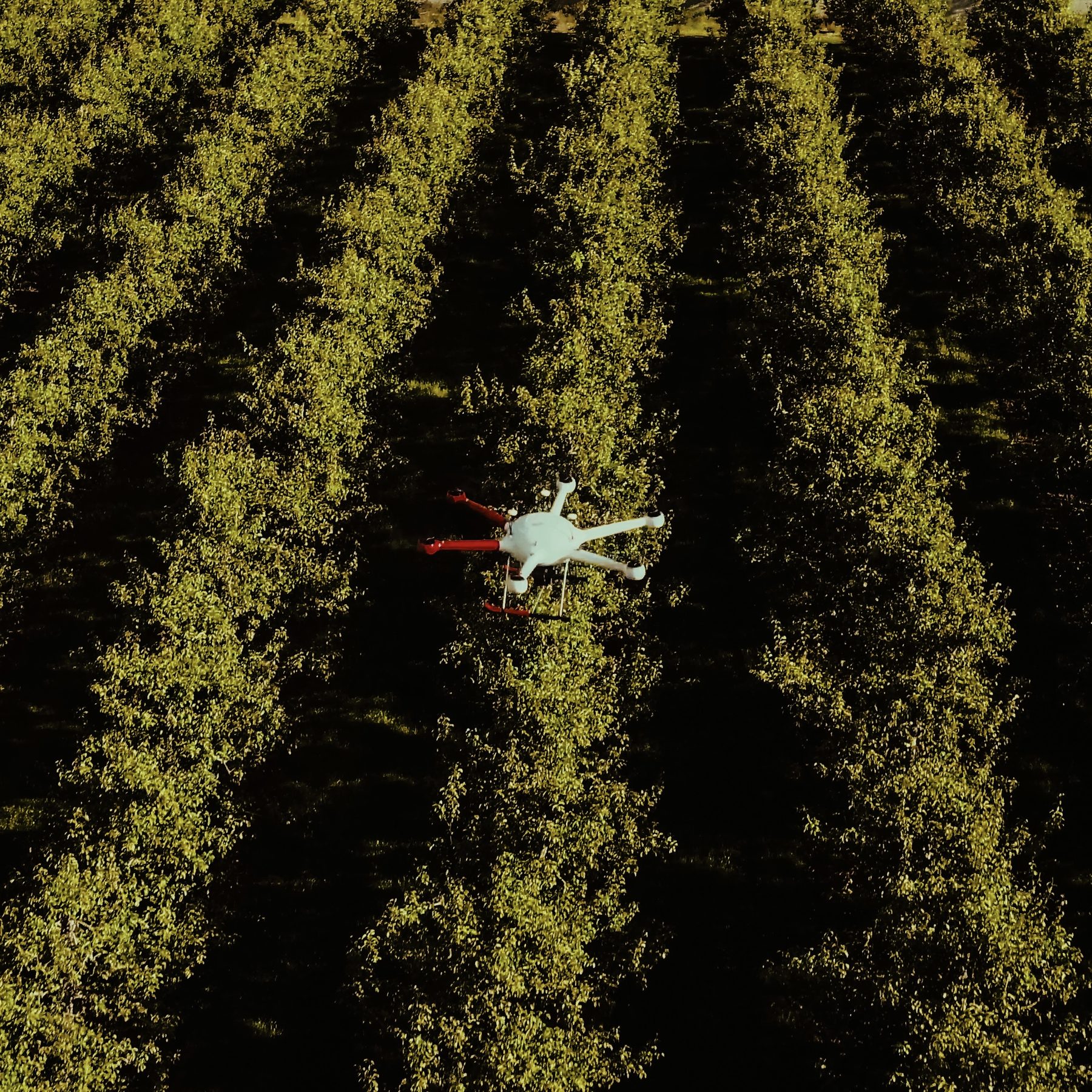 A Natural Fit: How SIT Protects Organic Farms