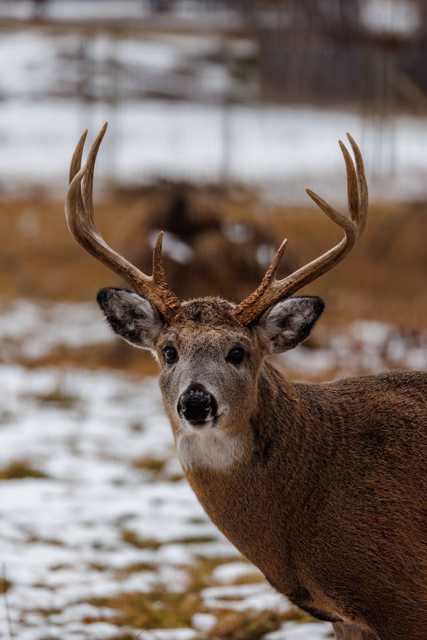 fenced in white tailed odocoileus virginianus buck during winter in wisconsin
