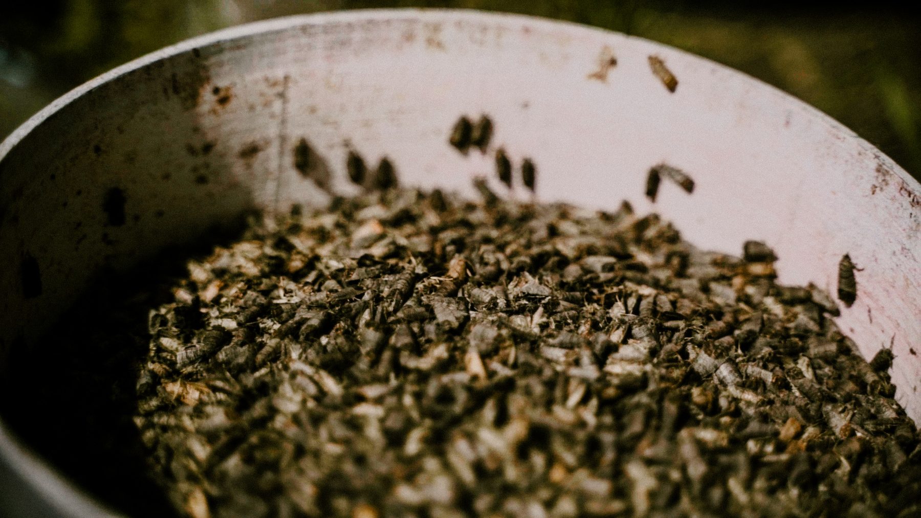 Revolutionizing Orchard Management: Sterile Insect Technique