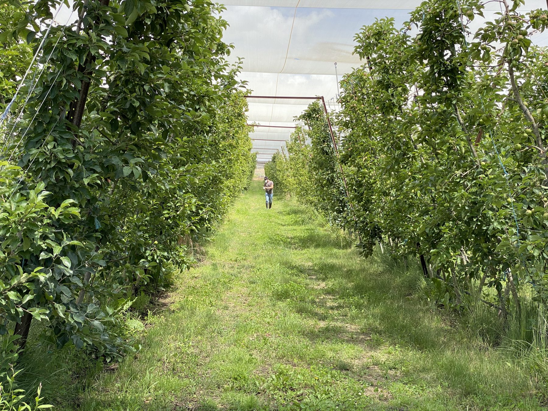 a person walking through an orchard with shade netting overhead.