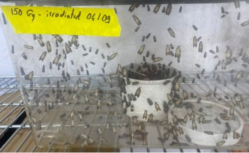 A rearing cage of codling moths with a yellow tag reading 150 Gy, irradiated