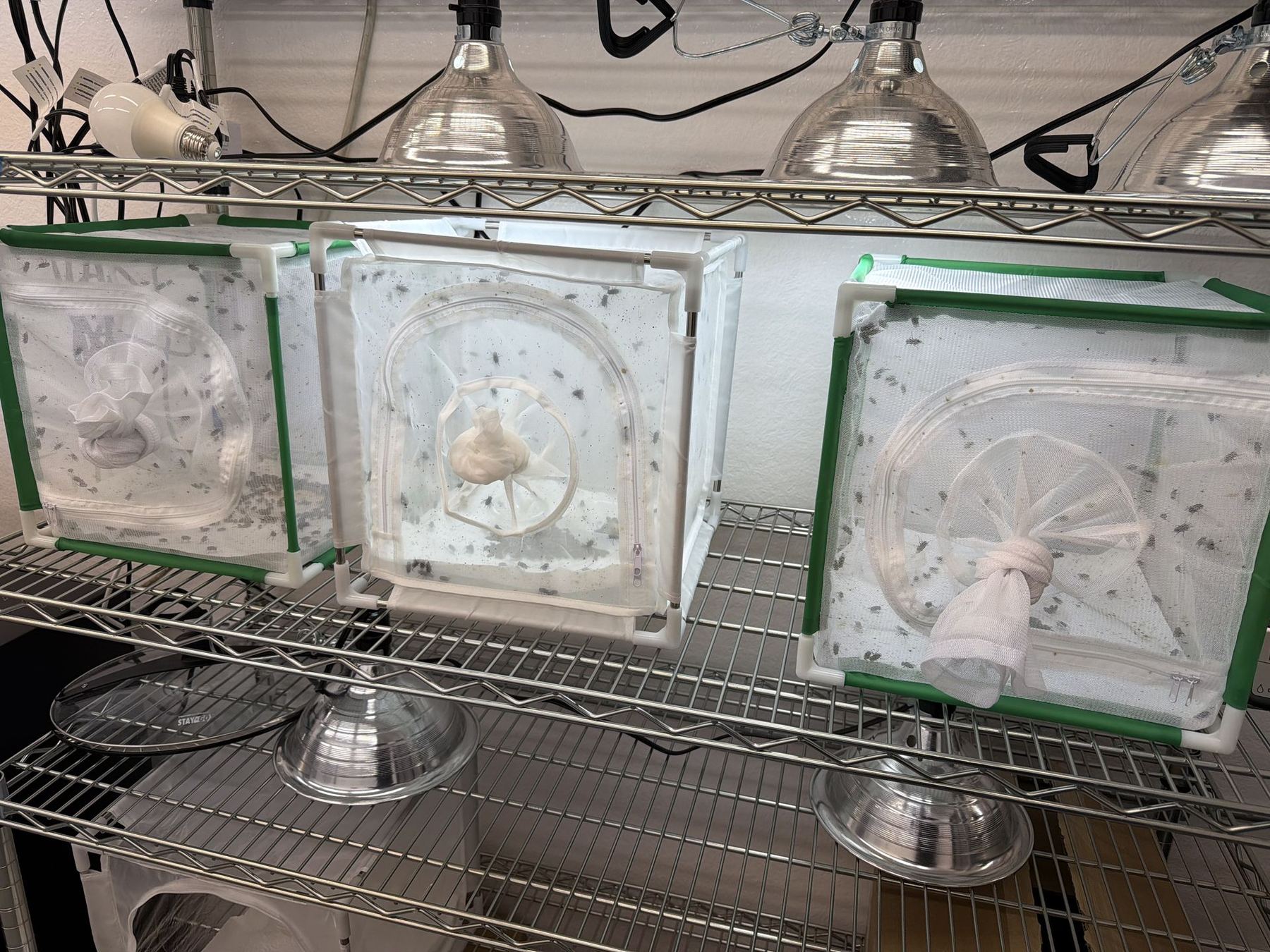Secondary screwworm flies in rearing cages at M3's lab