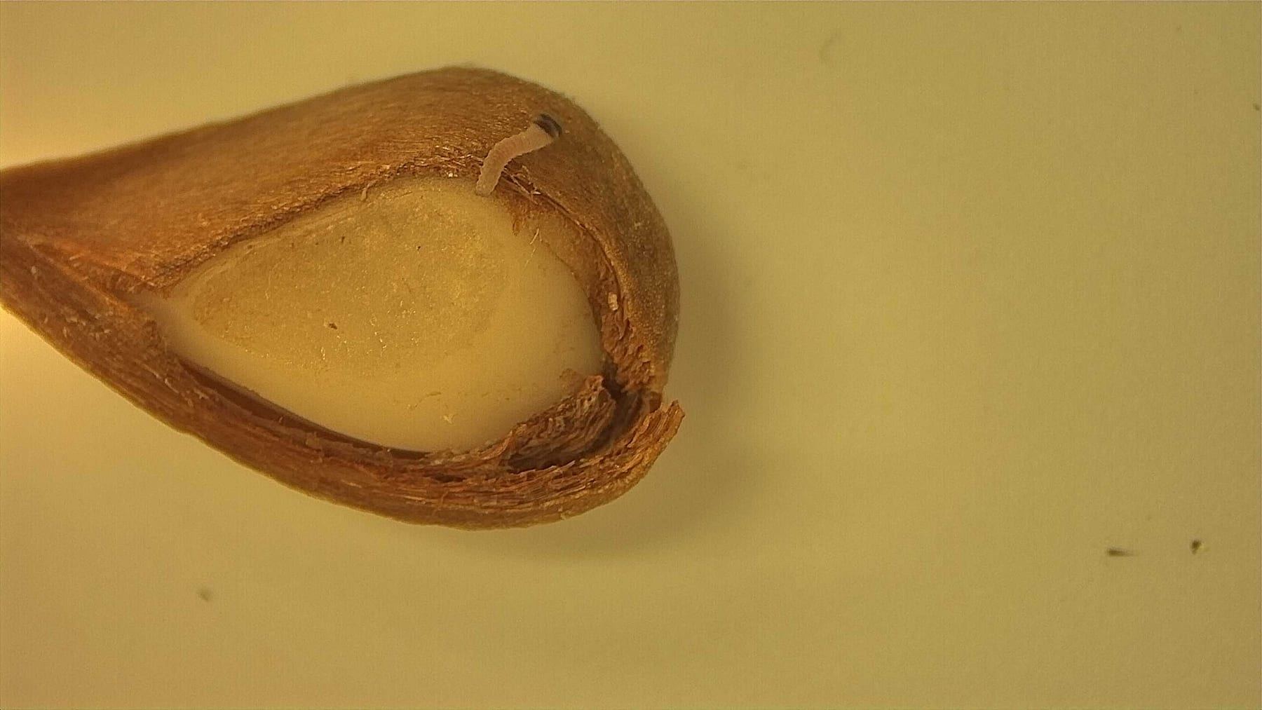 A first-instar codling moth larva beside an apple seed