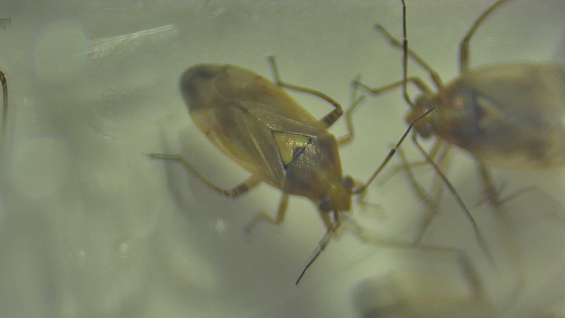 Western tarnished plant bugs prepared for irradiation research
