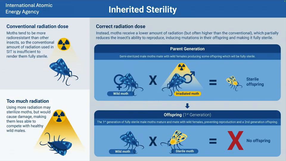 Diapositiva del Módulo 2: esterilidad heredada, cómo una dosis subesterilizante pasa a la primera generación