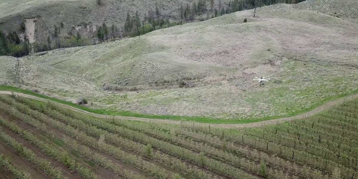 A drone over young orchard rows below a grassy hillside